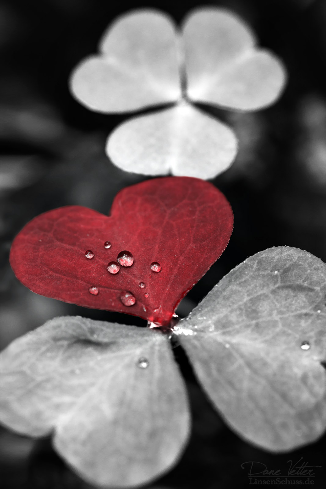 Das Herz des Kleeblattes